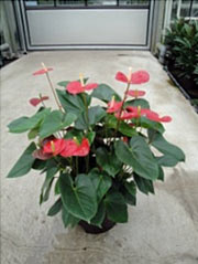 Anthurium andreanum Hybriden