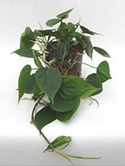 Baumfreund Philodendron scandens