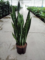 Sansevierie, Bogenhanf Sansevieria trifasciata `Black Coral`