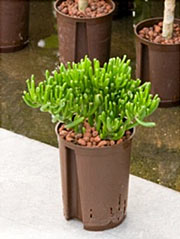 Dickblatt, Geldbaum Crassula ovata ´Horntree´