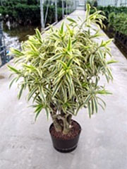 Drachenbaum Dracaena reflexa ´Song of India´