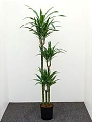 Drachenbaum Dracaena deremensis 'Warneckii'