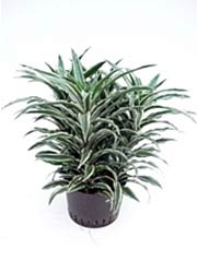 Drachenbaum Dracaena deremensis ´Warneckii Compacta´