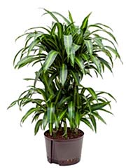 Drachenbaum Dracaena fragrans ´Hawaiian Sunshine´