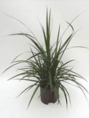 Drachenbaum Dracaena marginata