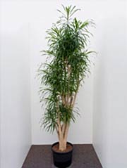 Drachenbaum Dracaena reflexa 