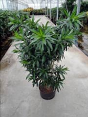 Drachenbaum Dracaena reflexa ´Song of Jamaica´