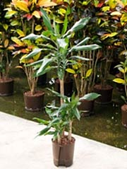 Drachenbaum Dracaena fragans Stednerii