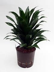 Drachenbaum Dracaena fragrans ´Compacta´