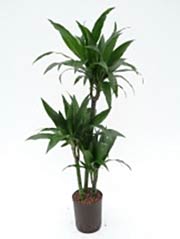 Drachenbaum Dracaena fragrans ´Janet Craig´