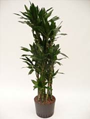 Drachenbaum Dracaena fragrans ´Janet Lind´