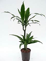 Drachenbaum Dracaena fragrans ´Aturo´