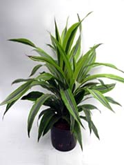 Drachenbaum Dracaena fragrans ´Lemon Lime´