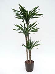 Drachenbaum Dracaena fragrans ´Riki´