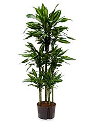 Drachenbaum Dracaena fragrans ´Clintho´