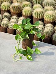 Efeutute Epipremnum aureum
