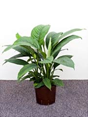 Einblatt Spathiphyllum Sensation