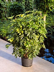 Gelbbunte Strahlenaralie Schefflera arboricola ´Gold Capella´