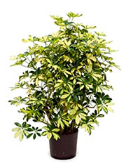 elbbunte Strahlenaralie Schefflera arboricola ´Trinette´