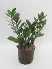 Glücksfeder Zamioculcas zamiifolia