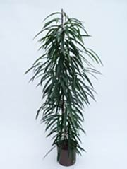 Weidenblättriger Gummibaum Ficus binnendijkii ´Alii´