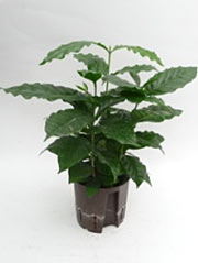 Kaffeestrauch Coffea arabica