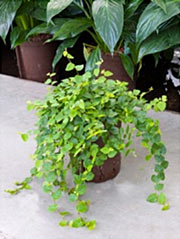 Kletterfeige Ficus pumila 