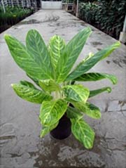 Kolbenfaden Aglaonema com. `King of Siam`