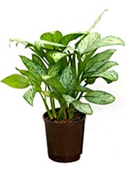 Kolbenfaden Aglaonema com. ´Christina´