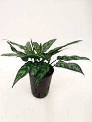 Kolbenfaden Aglaonema com. ´Maria´