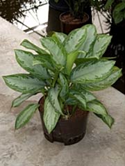 Kolbenfaden Aglaonema com. ´Silver bay´