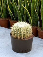 Kugelkaktus Echinocactus grusonii