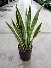 Laurens Bogenhanf Sansevieria trifasciata `Laurentii` 