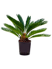 Palmfarn Cycas revoluta