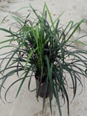 Schlangenbart Ophiopogon japonicus (Syn.: Liriope) 