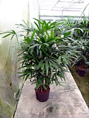 Steckenpalme Rhapis excelsa