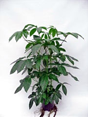 Strahlenaralie Schefflera actinophylla ´Amate´