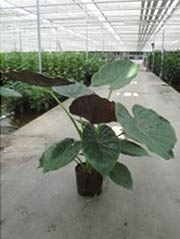 Tropenwurz, Pfeilblatt Alocasia spec.