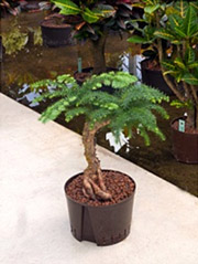 Zimmertanne Araucaria heterophylla cunninghamii